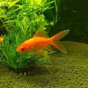 龍魚喂食草金魚的優缺點，：龍魚喂食草金魚有利也有弊