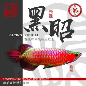 血龍魚苗多少錢一條：血龍魚苗價格多少錢一條血龍魚苗多少錢一條