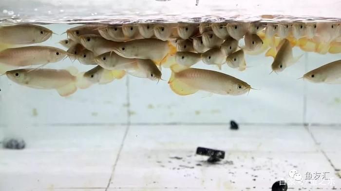 龍魚可以吃多種蟲類作為食物，但需要注意以下幾點：龍魚可以吃多種蟲類作為食物但需要注意以下幾點
