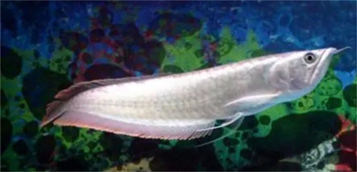 金龍魚和銀龍魚哪個兇猛