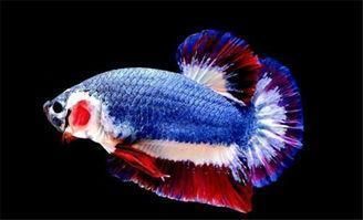 雷龍魚和金魚哪個好養(yǎng)（雷龍魚與金魚混養(yǎng)注意事項）