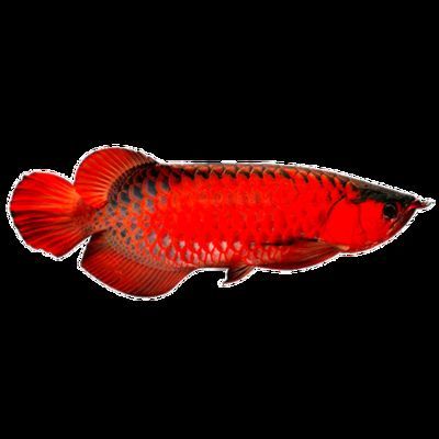 紅色的金龍魚叫什么名字：紅色的金龍魚叫什么名字紅色的金龍魚叫什么名字