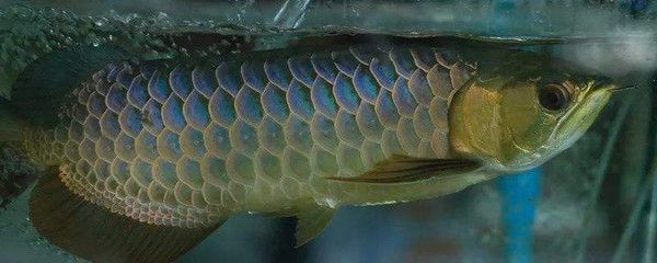 金龍魚擺件頭朝哪擺放【金龍魚擺件的擺放位置】
