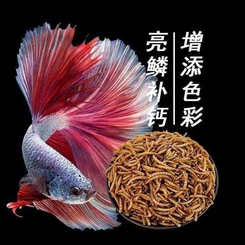 銀龍魚喂啥