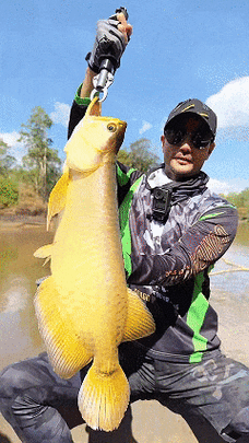 一米長金龍魚多少錢一條圖片