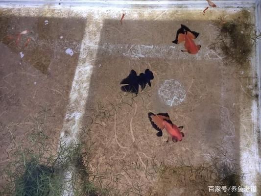 水族箱飼養密度最佳實踐：水族箱飼養密度的最佳實踐