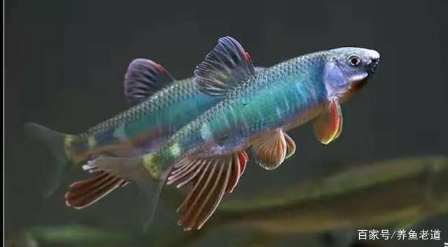 水族箱飼養密度最佳實踐：水族箱飼養密度的最佳實踐