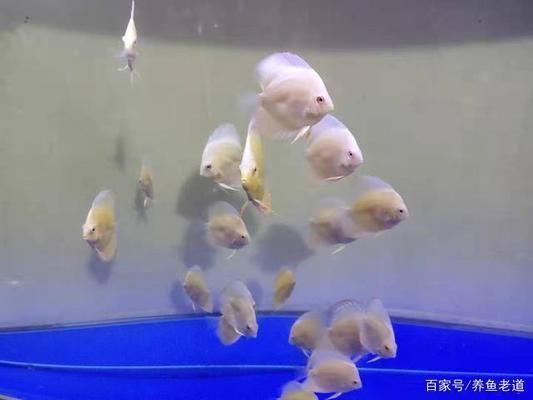 水族箱飼養密度最佳實踐：水族箱飼養密度的最佳實踐