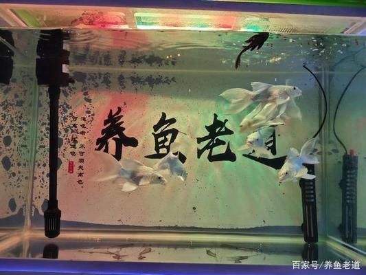 水族箱飼養密度最佳實踐：水族箱飼養密度的最佳實踐