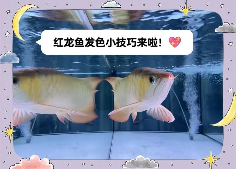 龍魚染色后多久換一次水？