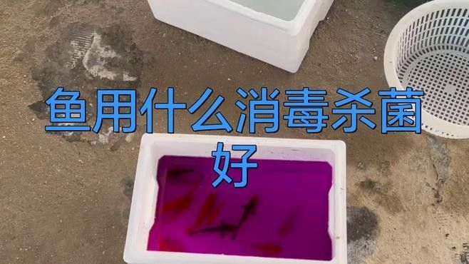 龍魚喂食活魚怎樣消毒