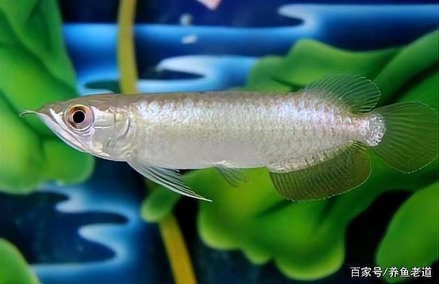 龍魚喂食活魚怎樣消毒
