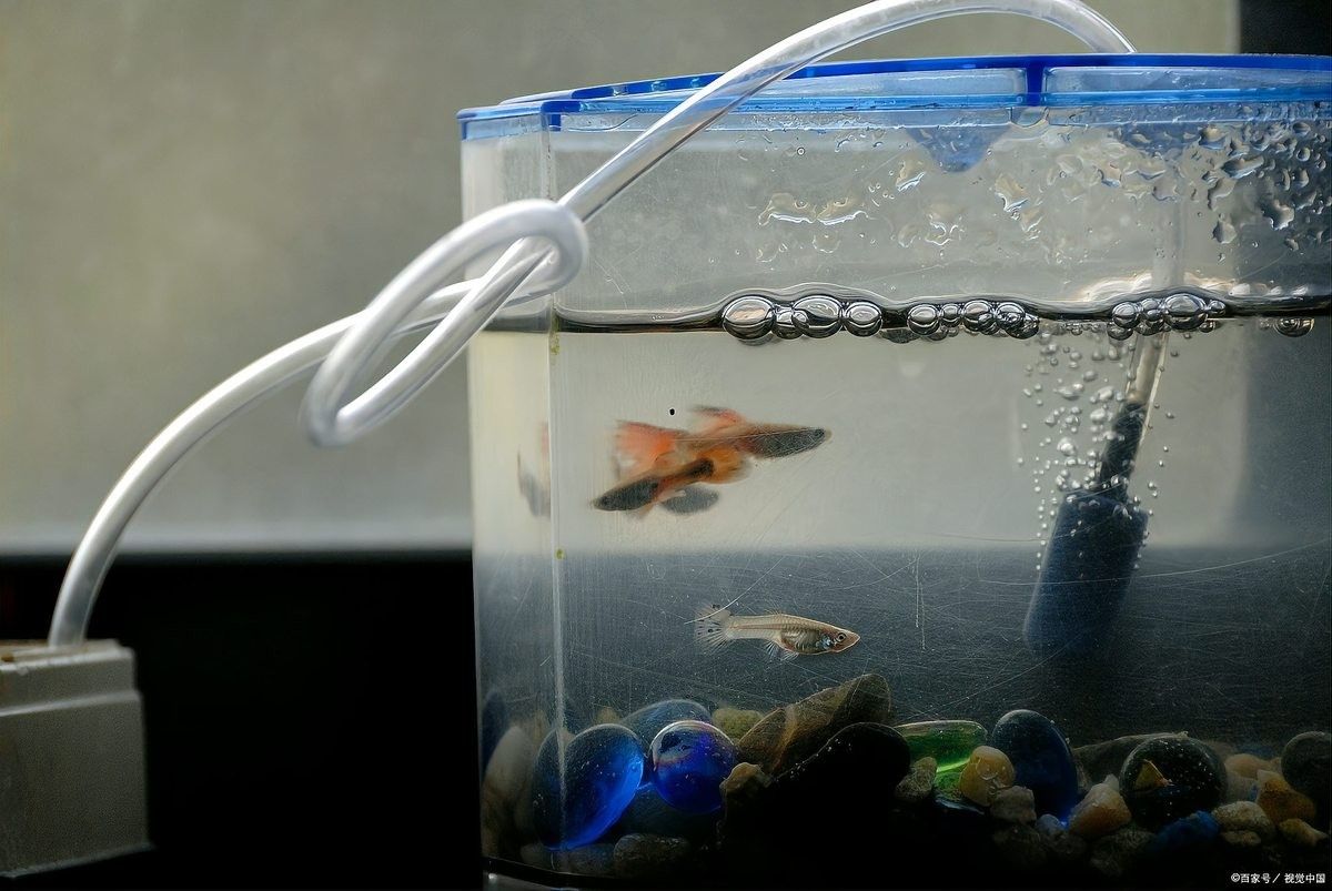 龍魚喂食活魚怎樣消毒