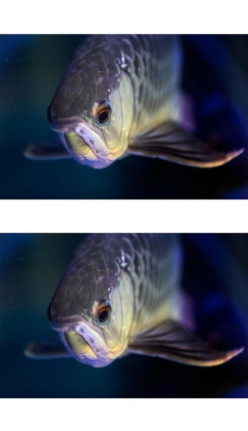 銀龍魚爛鰭怎么回事圖片大全大圖