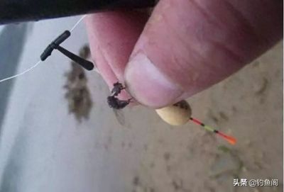 龍魚(yú)能和泰獅一起養(yǎng)嗎圖片：龍魚(yú)能和泰獅一起養(yǎng)嗎？混養(yǎng)指南與注意事項(xiàng)