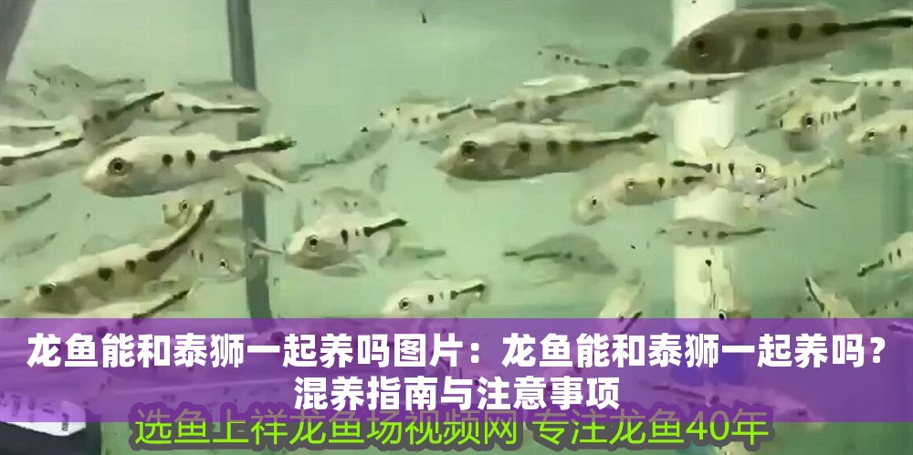 龍魚(yú)能和泰獅一起養(yǎng)嗎圖片：龍魚(yú)能和泰獅一起養(yǎng)嗎？混養(yǎng)指南與注意事項(xiàng)