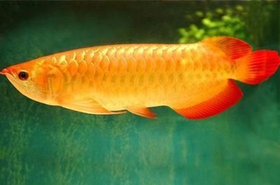 金龍魚適應(yīng)新環(huán)境的時(shí)間因素而異，金龍魚多久適應(yīng)新環(huán)境：金龍魚多久適應(yīng)新環(huán)境金龍魚適應(yīng)新環(huán)境的時(shí)間因素而異