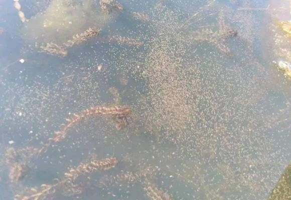小龍魚會不會吃魚屎呀：小龍魚不會吃魚屎，它們的主要食物是小魚、小蝦和昆蟲