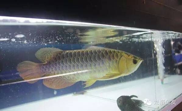 馬來(lái)西亞龍魚便宜嗎？：馬來(lái)西亞龍魚價(jià)格范圍在200-5000人民幣之間