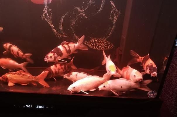 觀賞魚疾病預防通用策略，觀賞魚疾病預防是確保水族箱健康的關鍵以下是一些通用策略