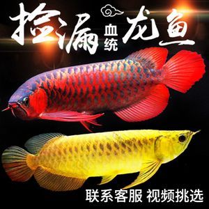 銀龍魚苗飼料品牌用戶評價：用戶評價對于選擇銀龍魚苗飼料品牌至關重要