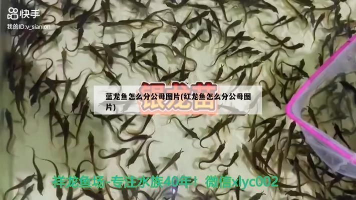 銀龍魚苗飼料品牌用戶評價：用戶評價對于選擇銀龍魚苗飼料品牌至關重要
