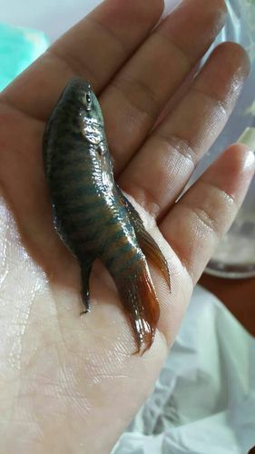 淡水土龍魚圖片大全高清