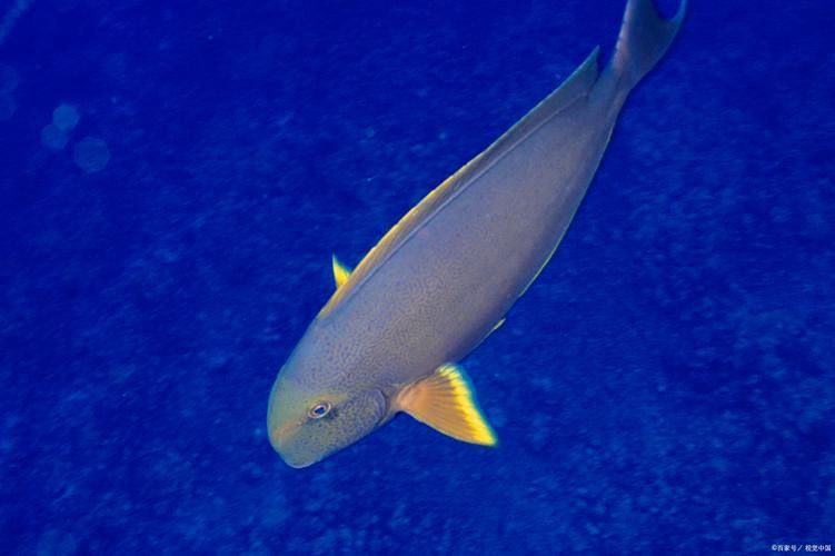 淡水土龍魚圖片大全高清