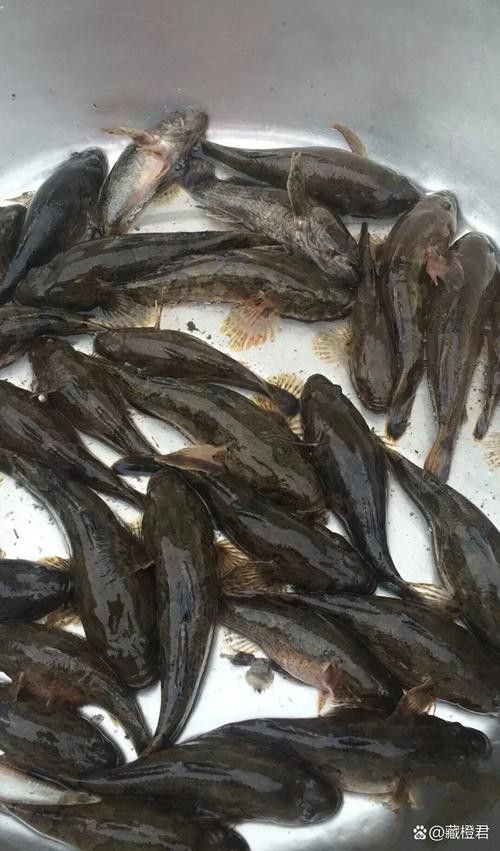 淡水土龍魚圖片大全高清