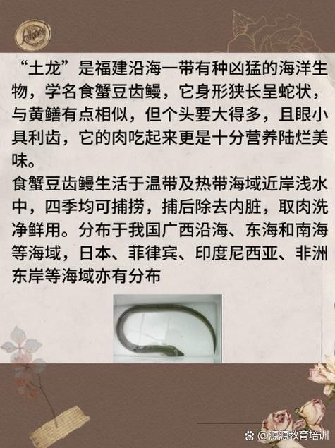 淡水土龍魚圖片大全高清