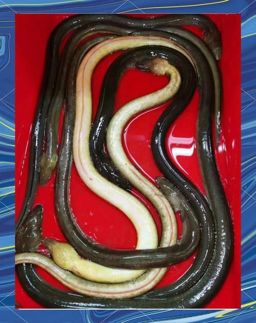 淡水土龍魚圖片大全高清