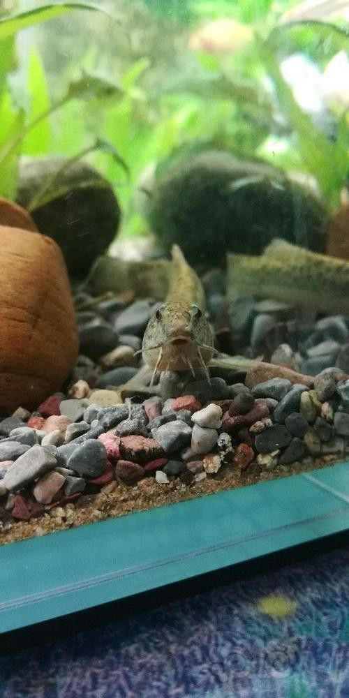 淡水土龍魚圖片大全高清