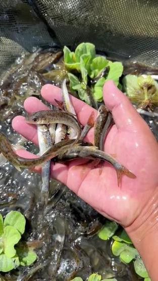 淡水土龍魚圖片大全高清