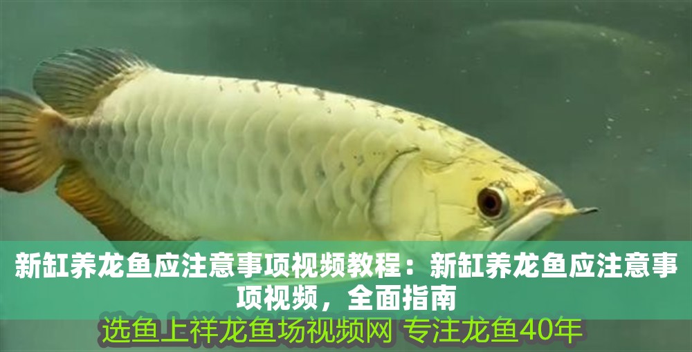 新缸養龍魚應注意事項視頻教程：新缸養龍魚應注意事項視頻，全面指南