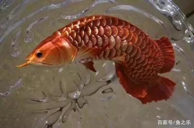 龍魚有感情嗎：龍魚是否有感情？