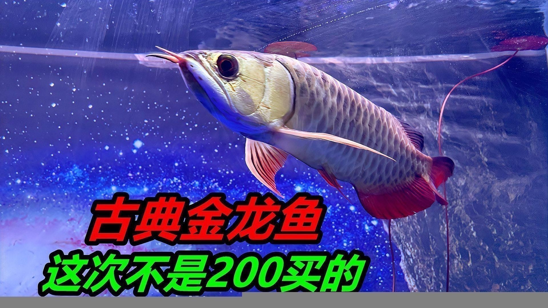 海魚金龍魚的價格多少錢一斤