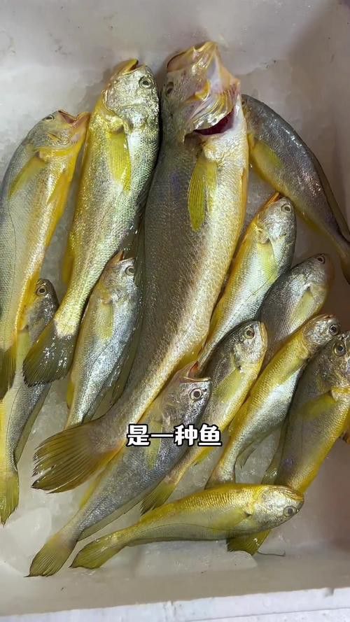 海魚金龍魚的價格多少錢一斤