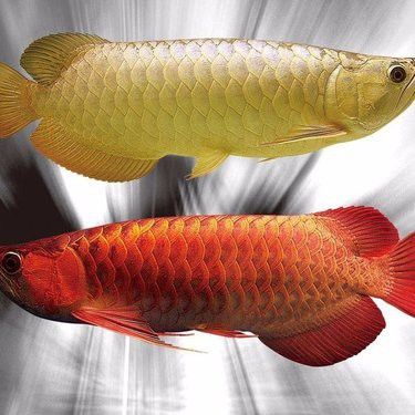 海魚金龍魚的價格多少錢一斤