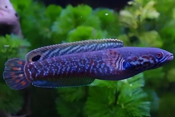 七彩雷龍魚和彩虹雷龍魚哪個好