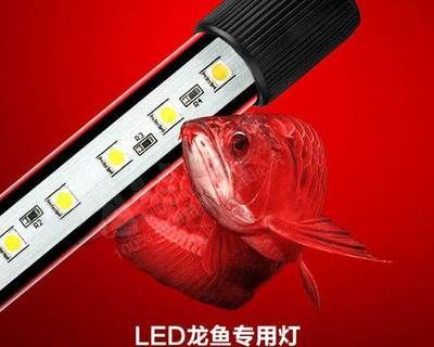 龍魚能用led燈嗎怎么用：led燈在養魚中的應用