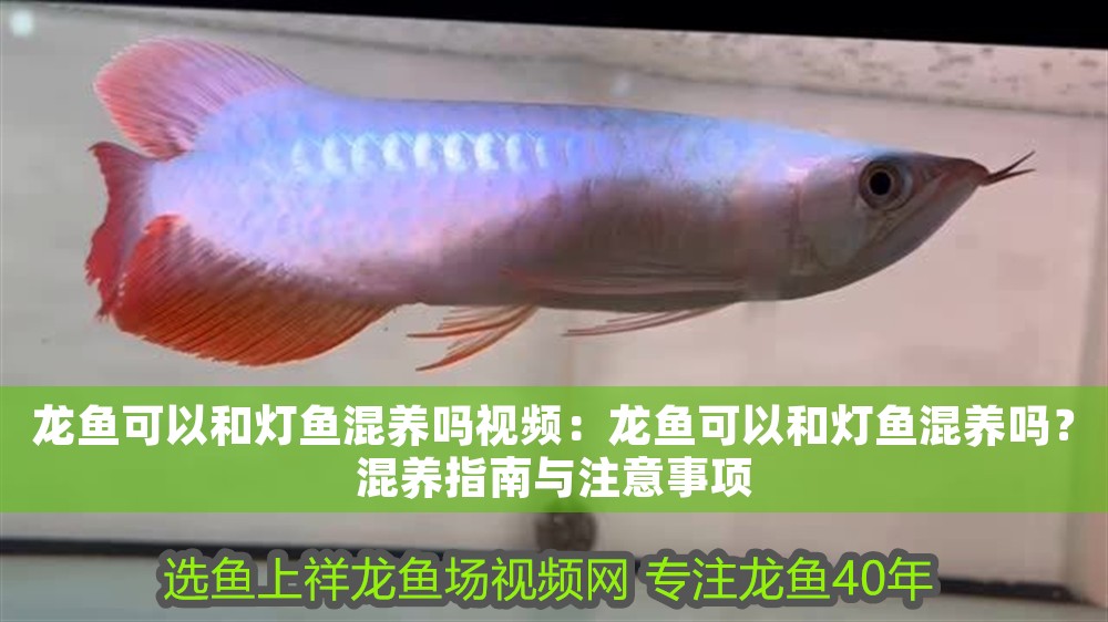龍魚可以和燈魚混養(yǎng)嗎視頻：龍魚可以和燈魚混養(yǎng)嗎？混養(yǎng)指南與注意事項(xiàng)