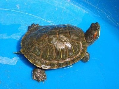 細線銀版魚飼料品牌推薦：細線銀版魚飼料品牌推薦：細線銀版魚飼料品牌推薦