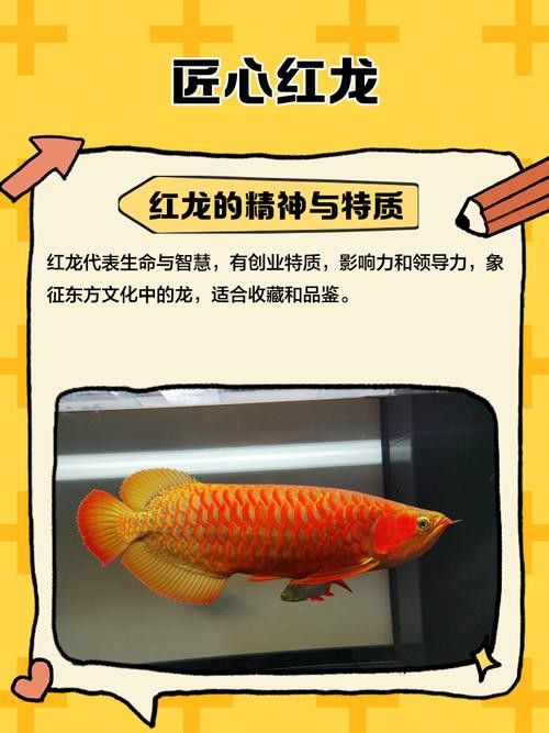 印尼小紅龍魚怎么挑選品種圖片大全