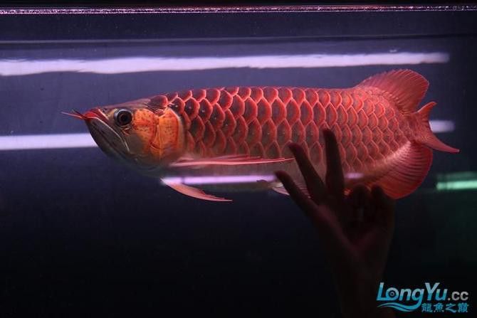 印尼小紅龍魚怎么挑選品種圖片大全