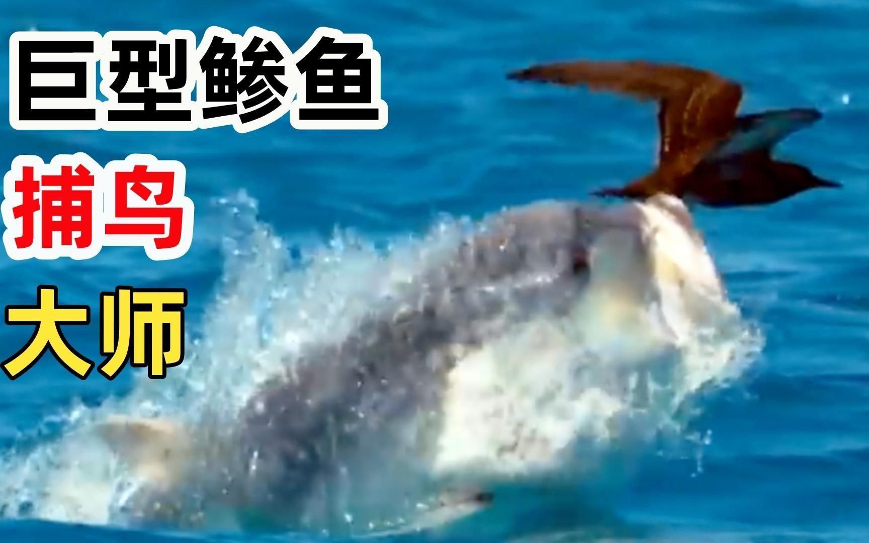 巨型鲹魚