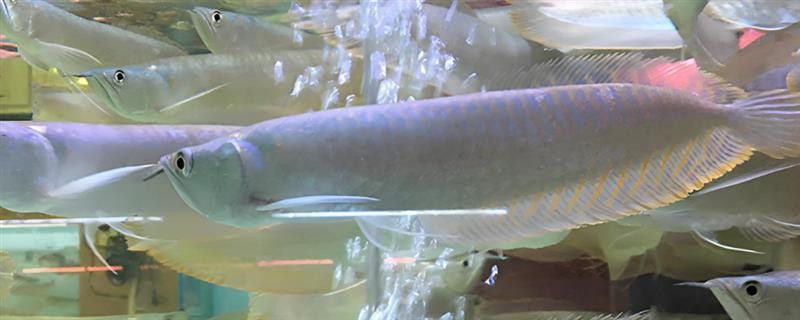銀龍魚不吃食怎么辦還一直亂撞魚