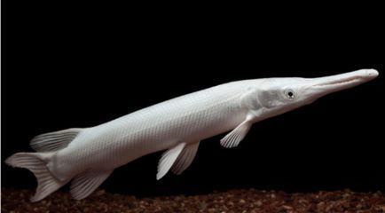 幽靈火箭魚對本土魚類的影響：幽靈火箭魚對本土魚類的影響是什么幽靈火箭魚對本土魚類的影響