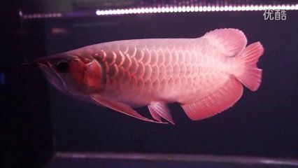泗水龍魚怎么樣：泗水龍魚怎么樣泗水龍魚的飼養(yǎng)方法
