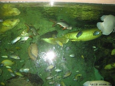 龍魚之家論壇（龍魚之家論壇及其相關的水族論壇及其相關水族論壇）