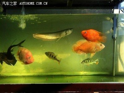 龍魚之家論壇（龍魚之家論壇及其相關的水族論壇及其相關水族論壇）